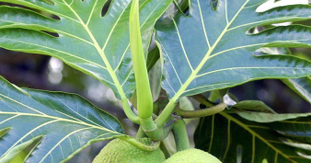 الفوائد الصحية من Breadfruit