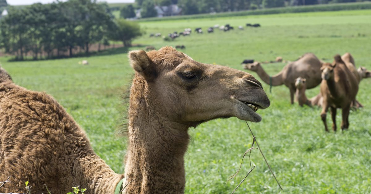 Sundhedsmæssige fordele ved at drikke kamelmelk