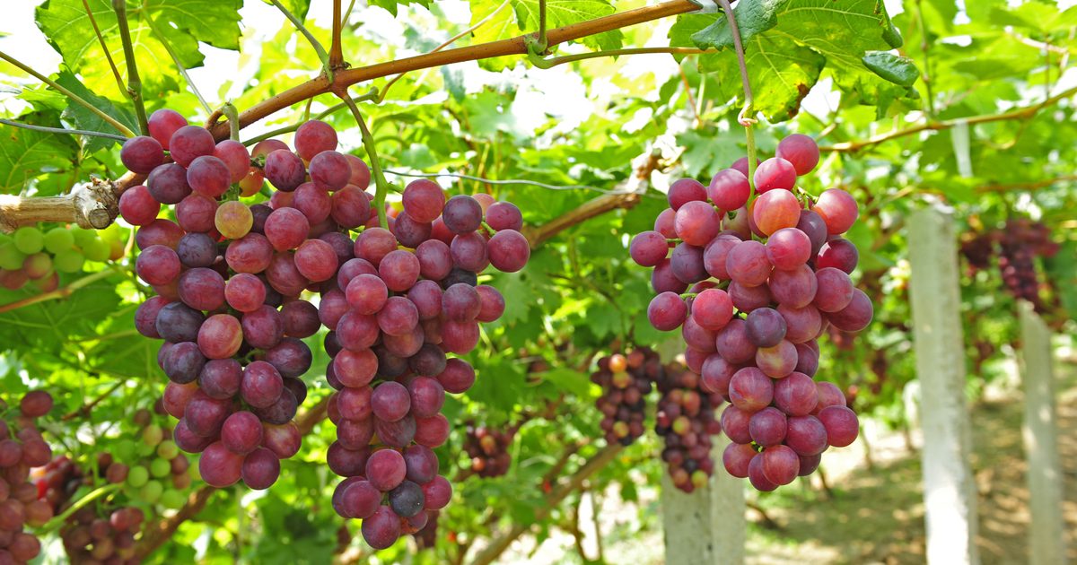 Gezondheidsvoordelen van rode druiven en hoe de zoetste van de kruidenier te plukken