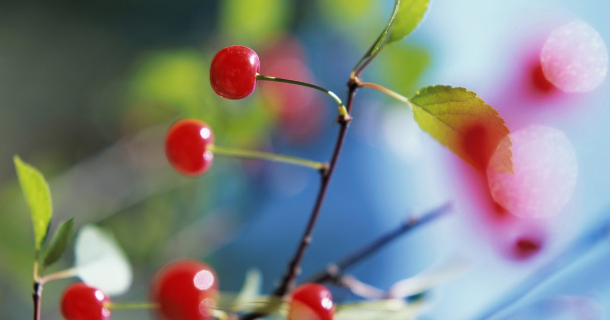 Sundhedsmæssige fordele ved surkirsebær