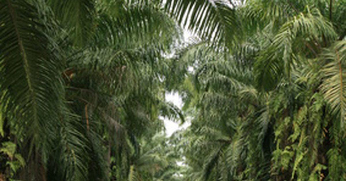 Účinky palmového oleja na zdravie v strave
