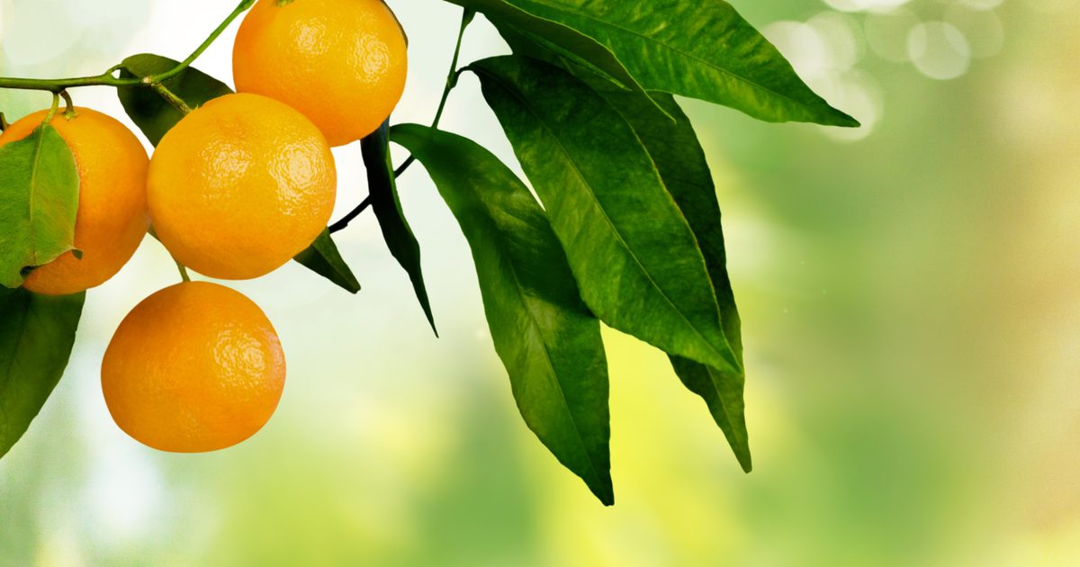Как откормлены апельсины?