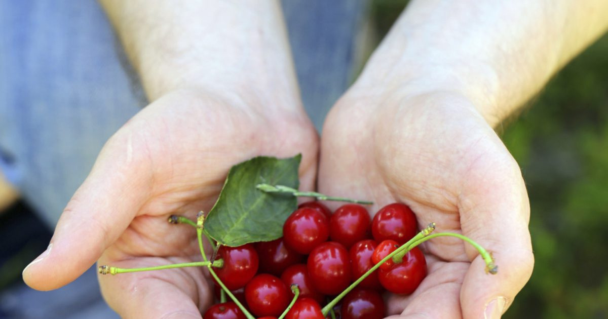 Hvor mange kalorier findes i en håndfuld fersk kirsebær?