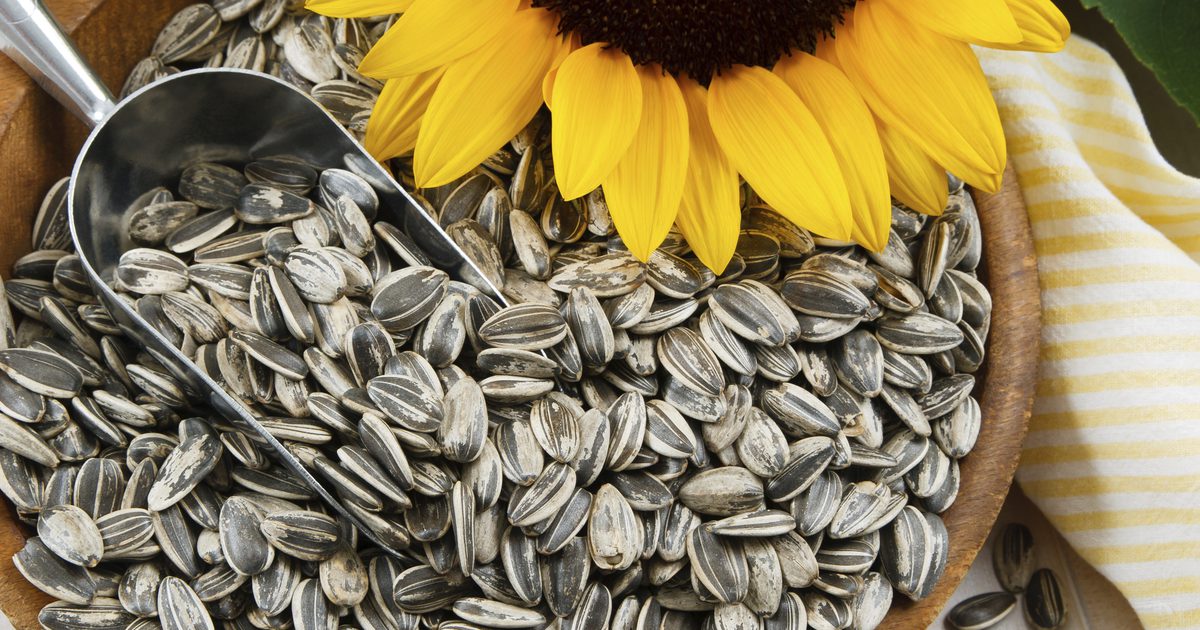 Kolik kalorií je v jedné lžíci slunečnicových semen?