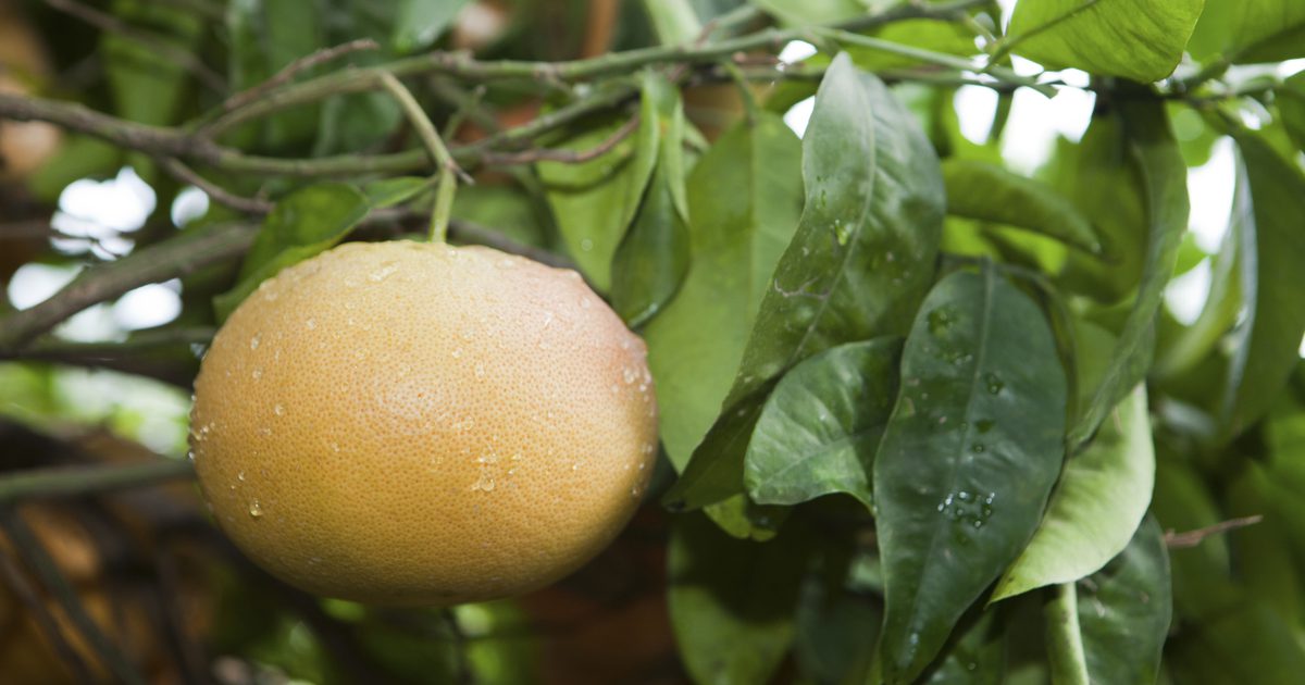 Hvor mye sitronsyre er i en grapefrukt?