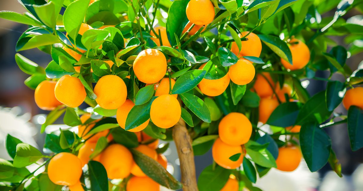 Kolik vláken je v mandarince?