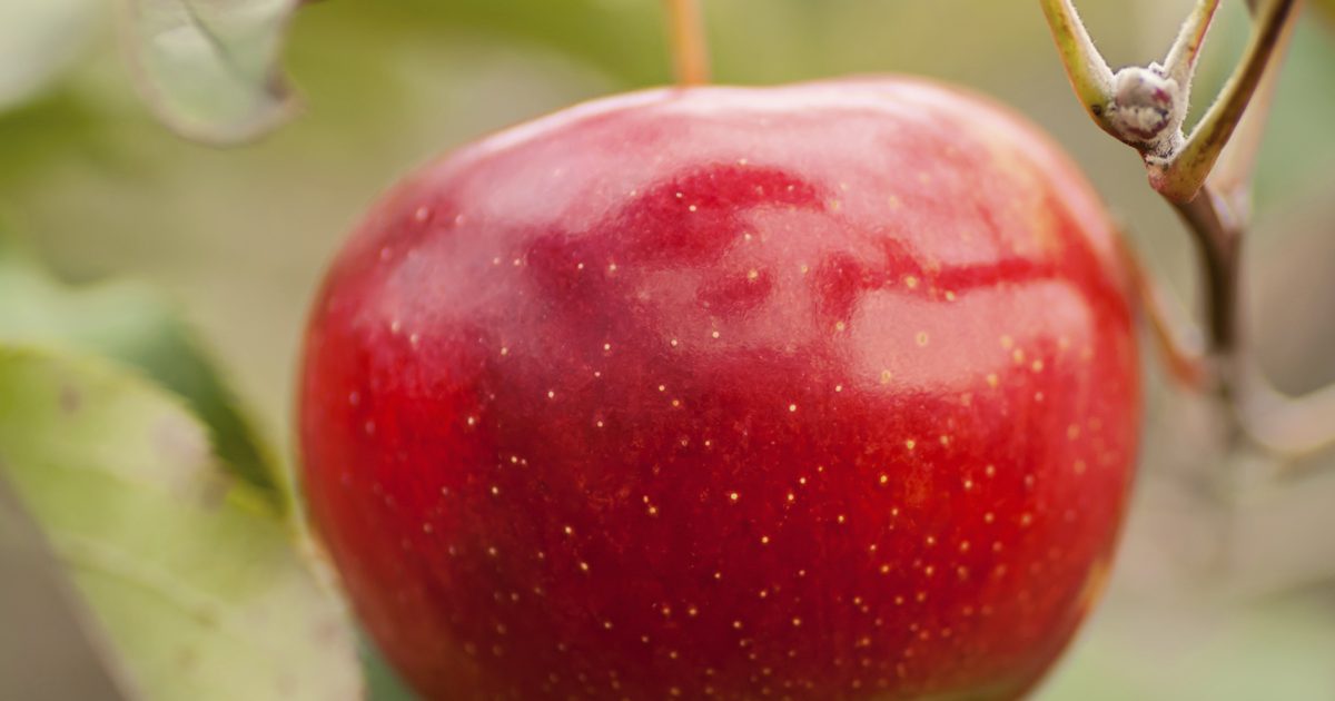 Hoeveel vezels zitten er in een kleine Apple?
