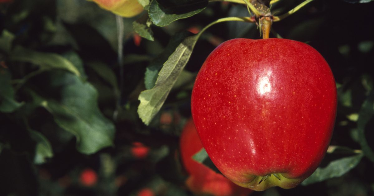 Hoeveel natrium zit er in een appel?