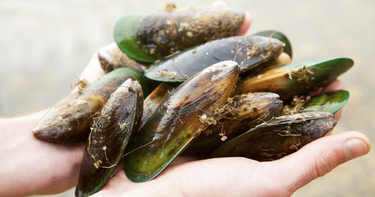 Hur man lagar Nya Zeeland gröna musslor