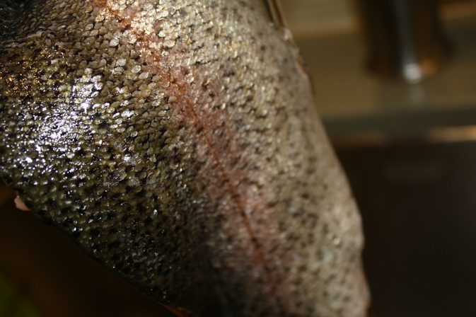 Hur man lagar röda steelhead öring filé fisk i ugn
