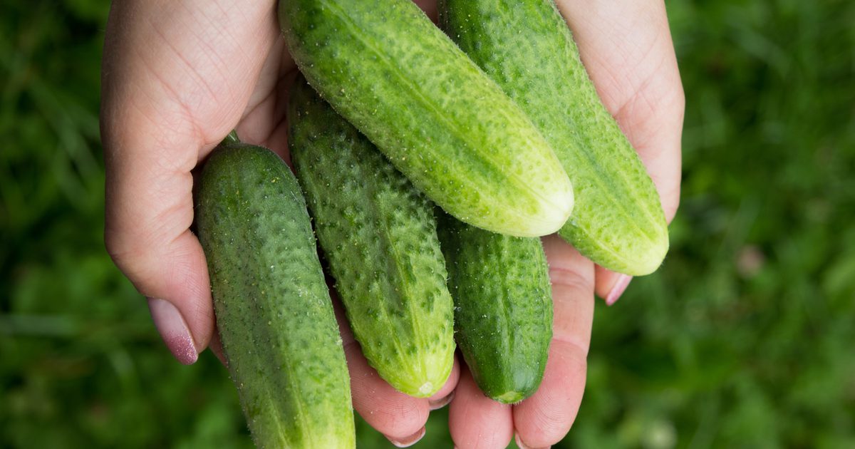 Jak uzyskać Burp Out of Cucumbers