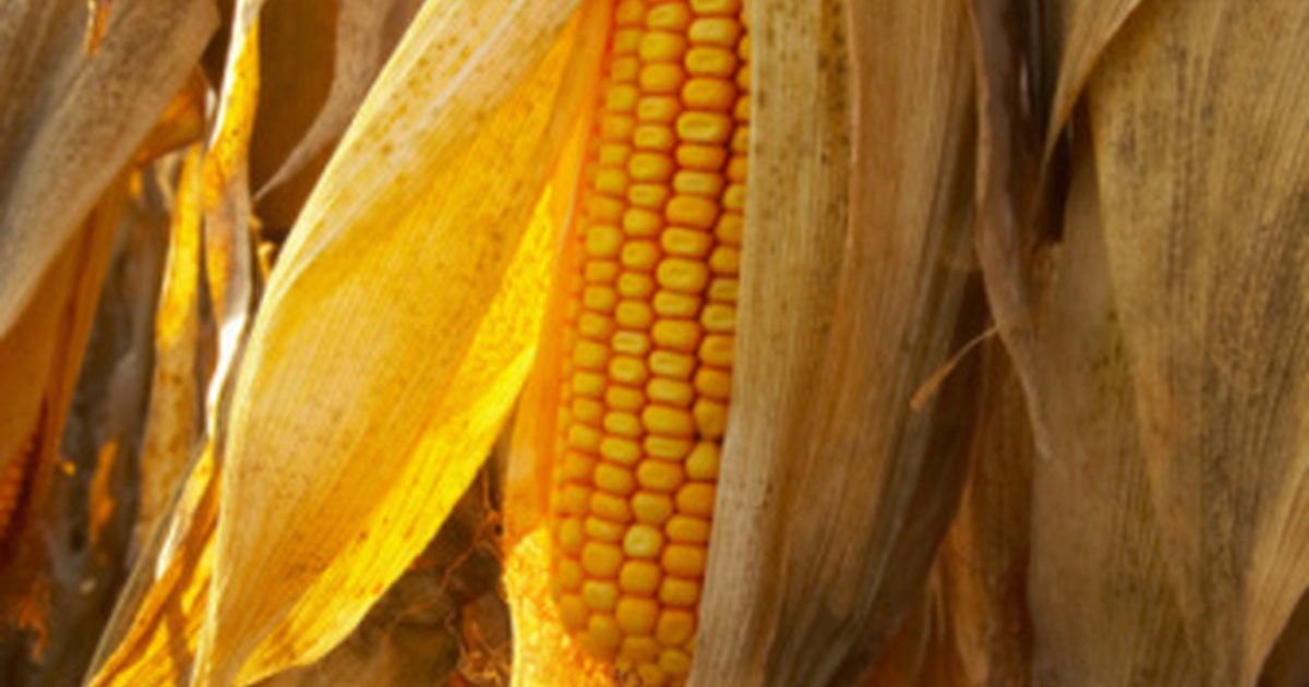 Jak grillować kukurydzę bez folii