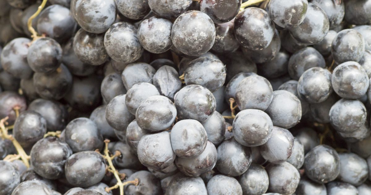 Hoe maak je zelfgemaakte Concord-druivensap