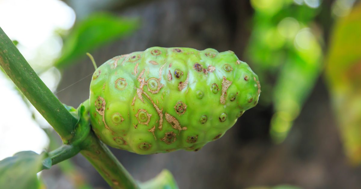 Hvordan tilberede Noni Fruit