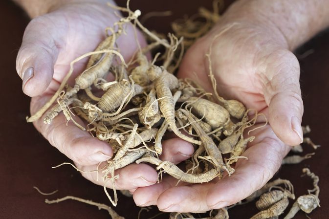 Jak používat kořen sušeného ženšenu
