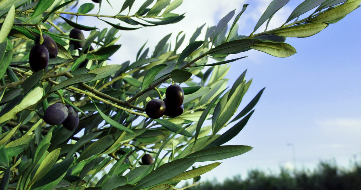 Hvordan bruke Olive Leaf Extract for Herpes