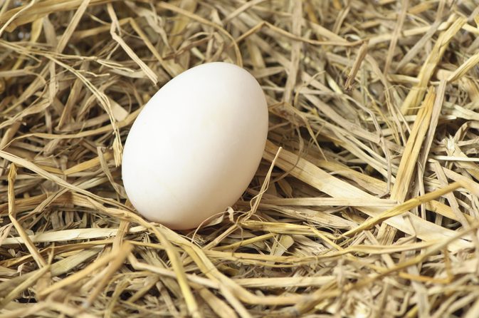 Slik Vask Farm Egg