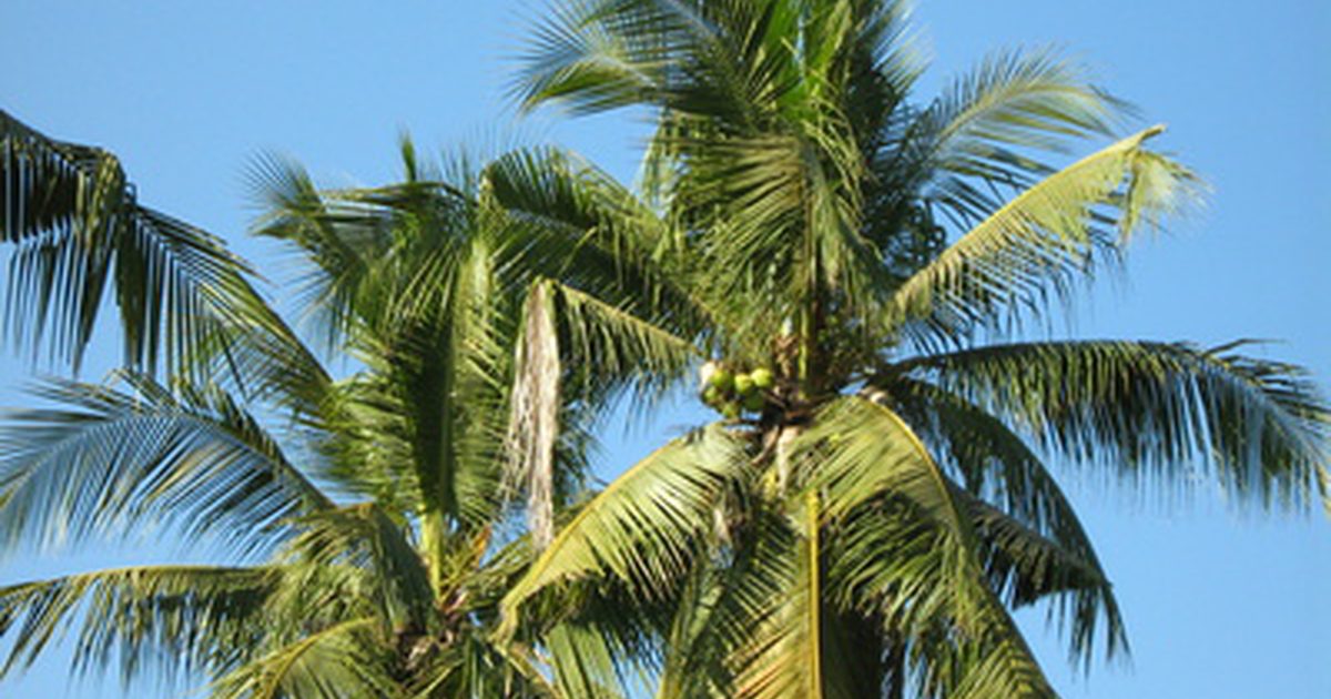 Inledande rengöringseffekter av kokosolja