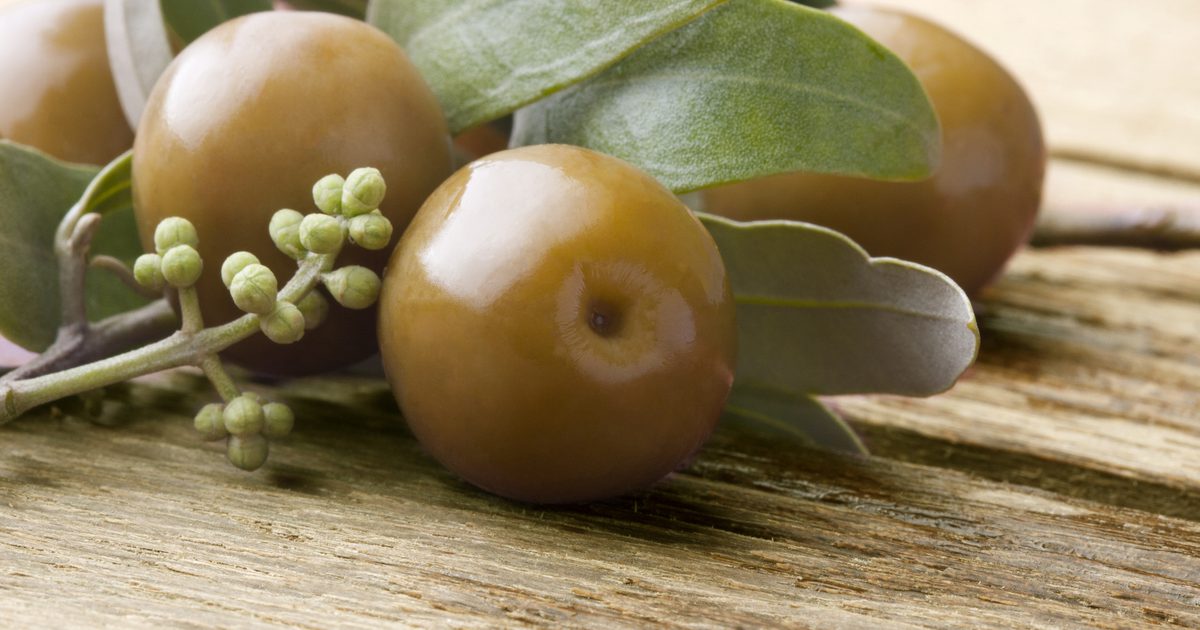 Interaksjoner med Olive Leaf Extract & Blood Thinner
