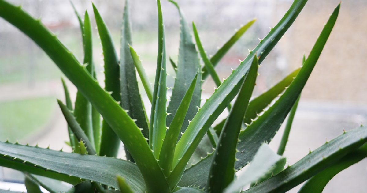 Je Aloe Juice dobré pre Váš žalúdok?