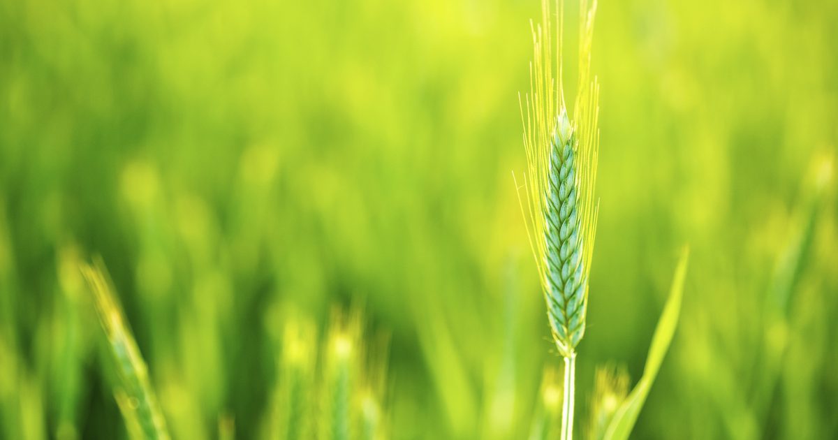 Er Barley Grass Safe for Celiac?