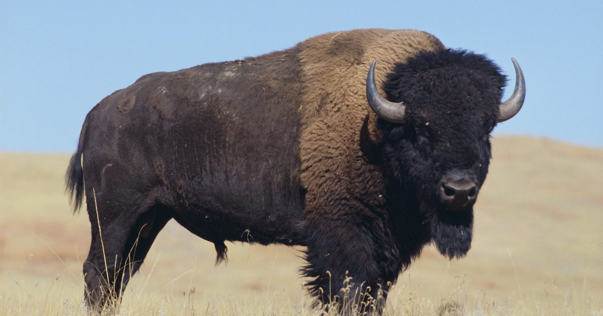 Je Buffalo maso zdravé?