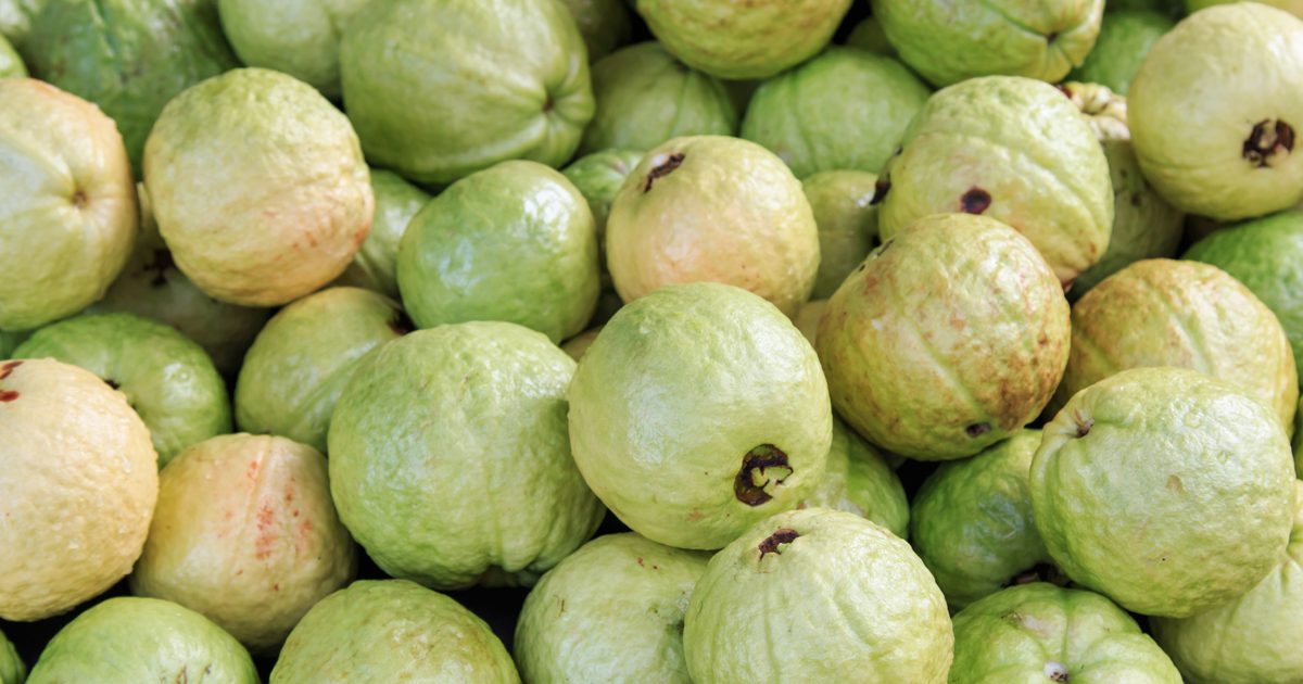 Je Guava zdrava?