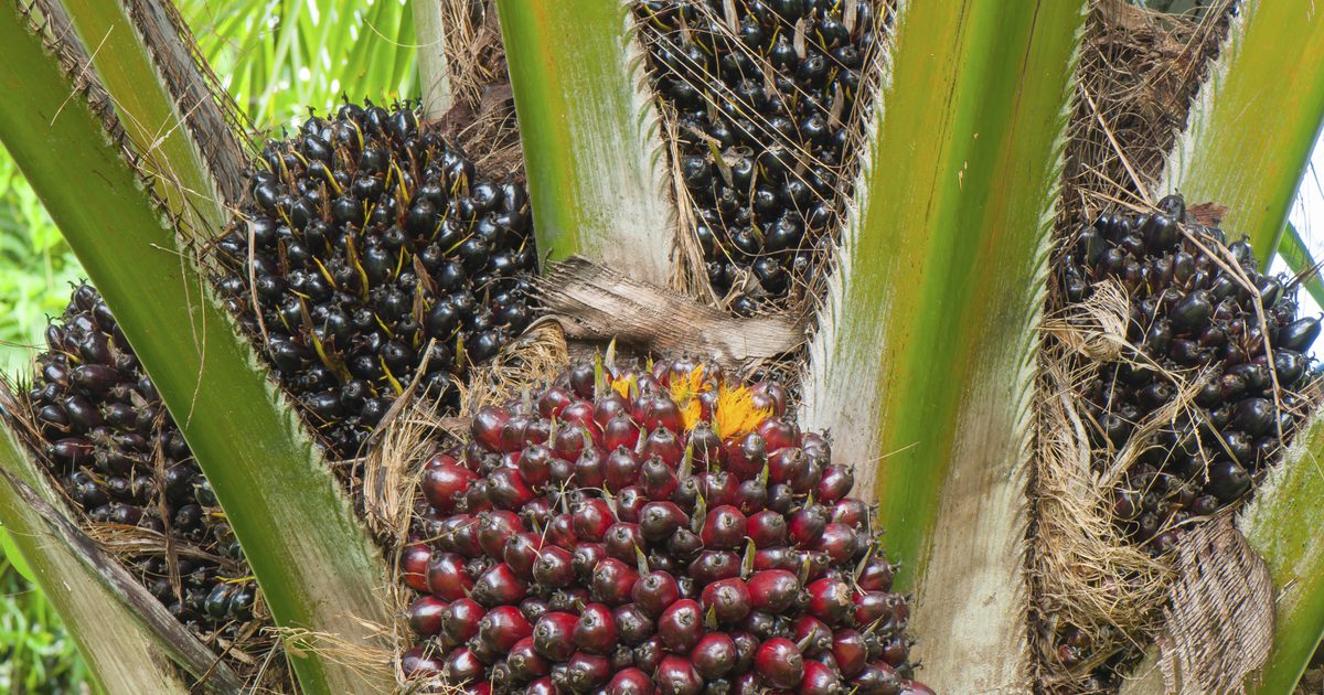Är Palmolja en av de friska oljorna att konsumera?