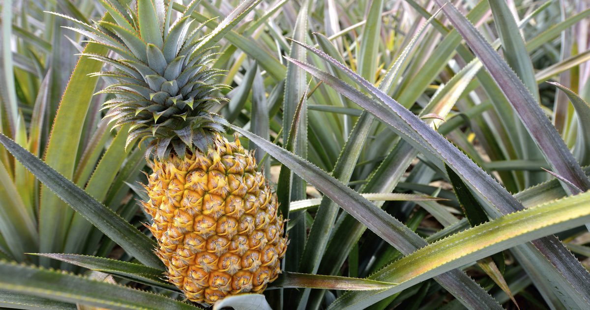 Er ananas god eller dårlig til tidlig graviditet?