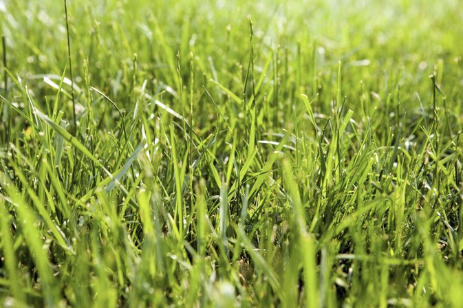 Är vanlig gräs frisk att äta?