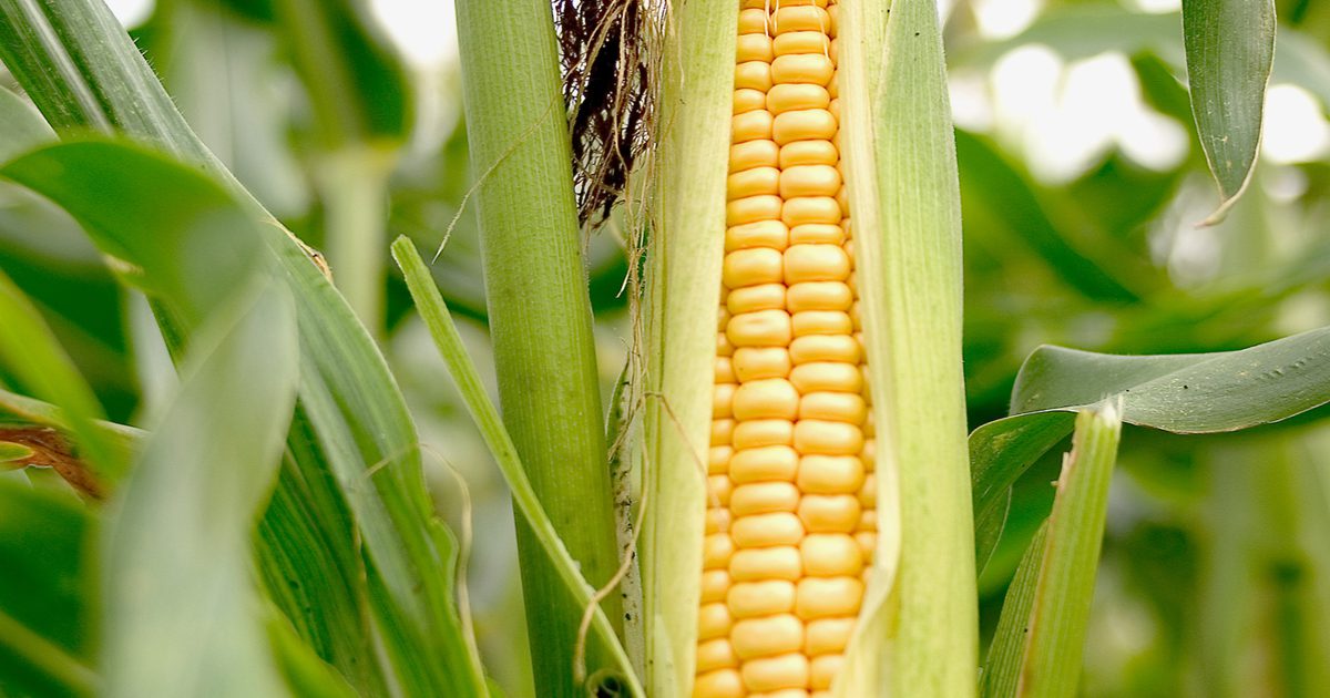 Bolest žalúdka súvisí s kukuricou?