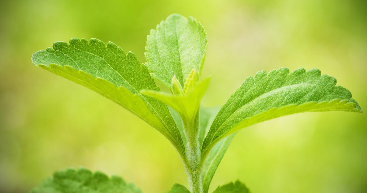 Czy istnieje napój dietetyczny wyprodukowany ze stevia?