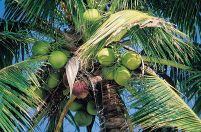 Je deviško kokosovo olje dobro za diabetike?
