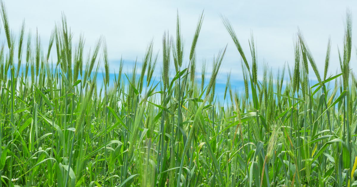 Ali je pšenica trave alkalna hrana?