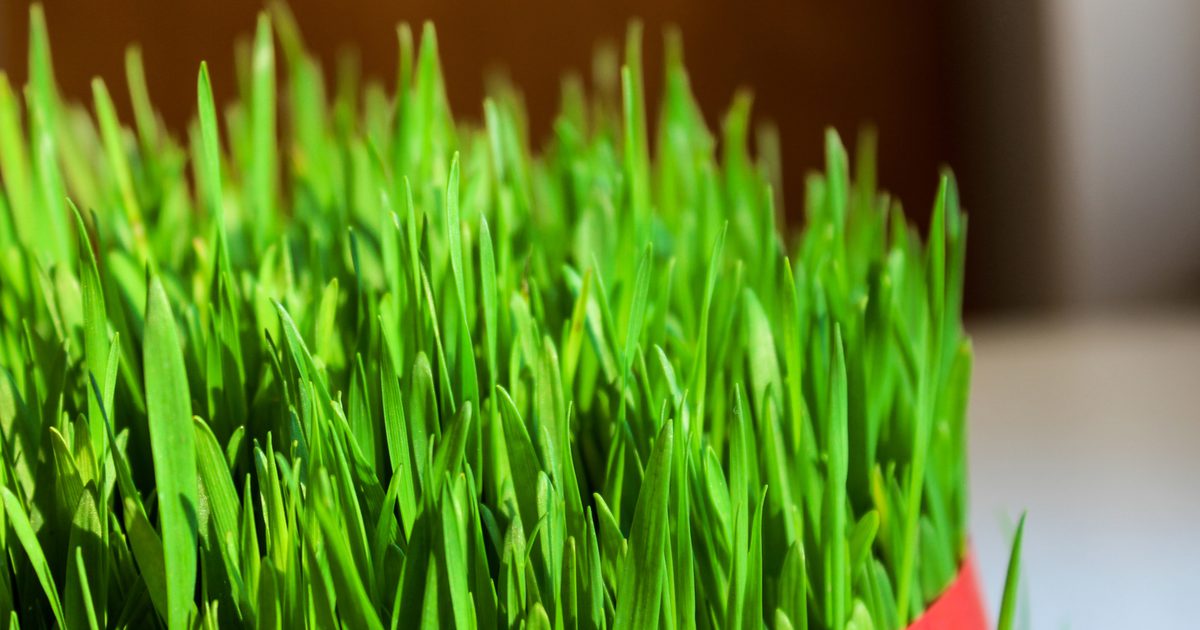 Is tarwe gras goed voor u?