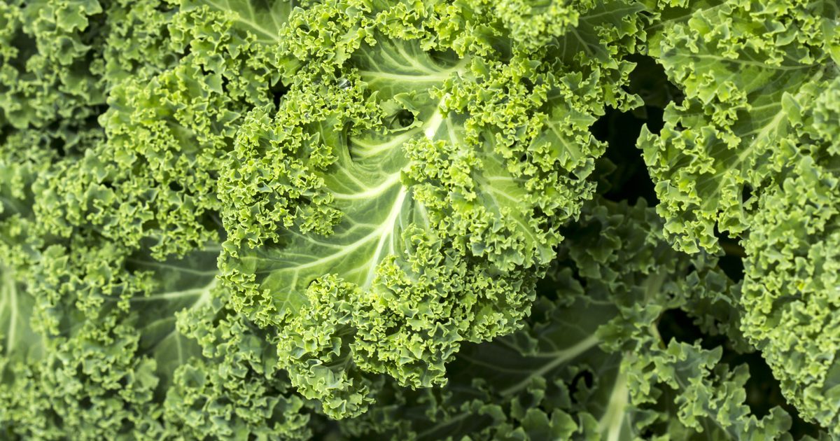 Kale Nutrition Informace