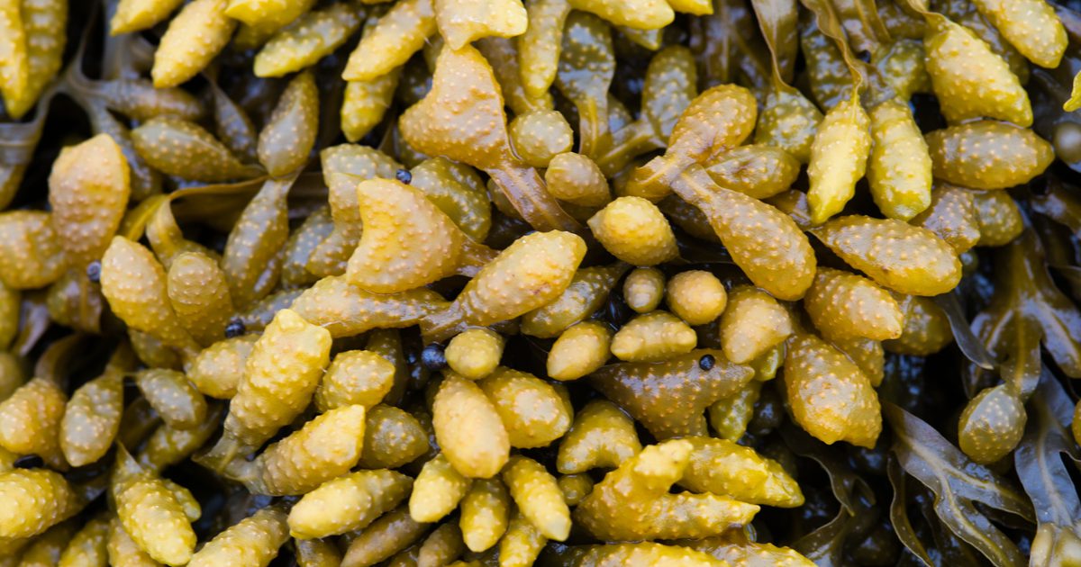 Flüssiger Kelp-Nutzen für die Gesundheit