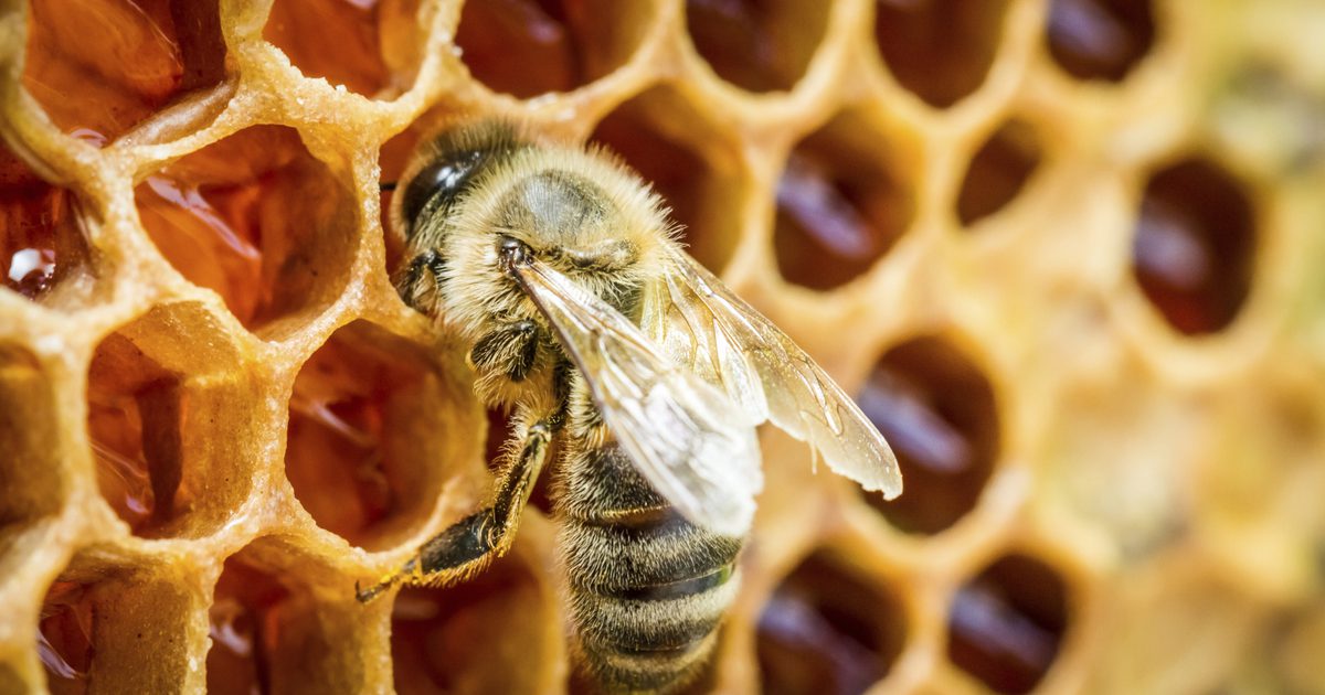 مانوكا العسل والسرطان