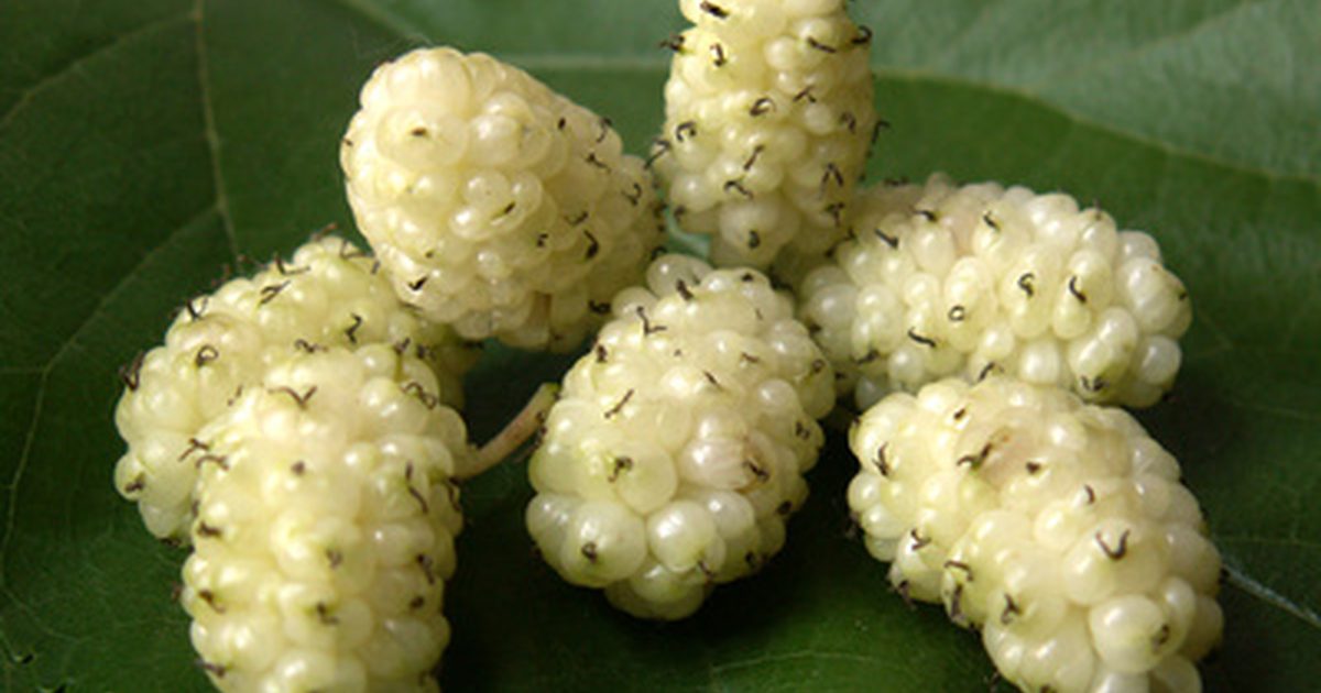 Mulberry Extract Side Effects