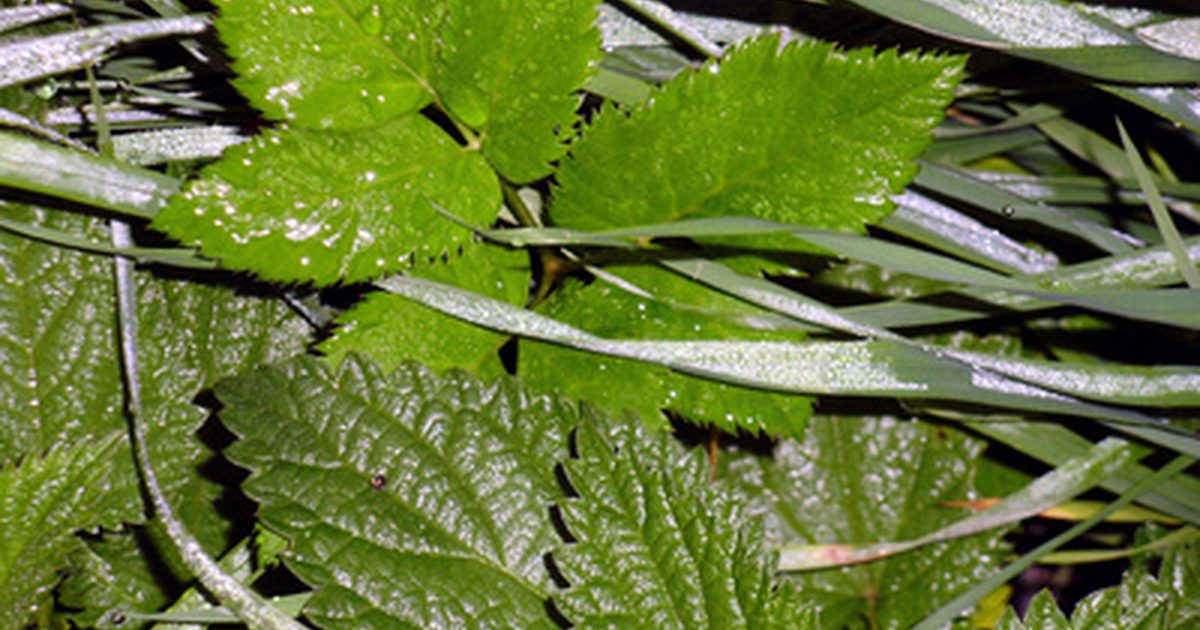 Nettle Leaf Výhody