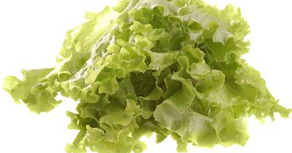 Voedingsstoffen gevonden in groene bladsla