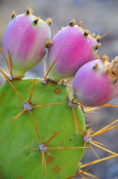Odżywianie Fakty z Nopal Cactus