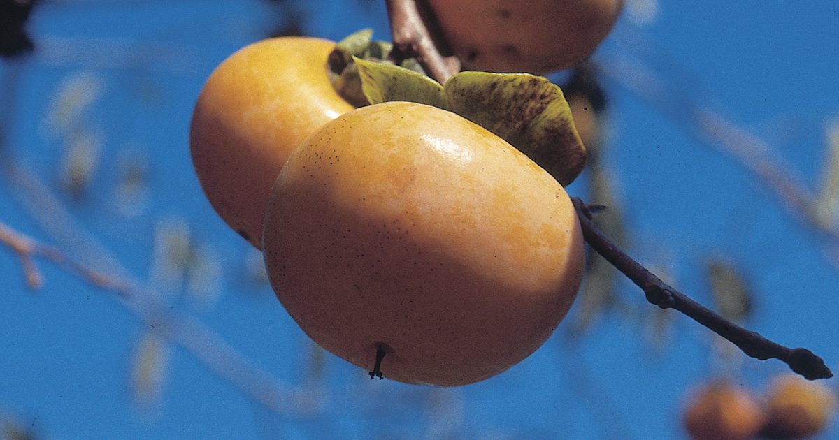 Ernæring i Fuyu Persimmon