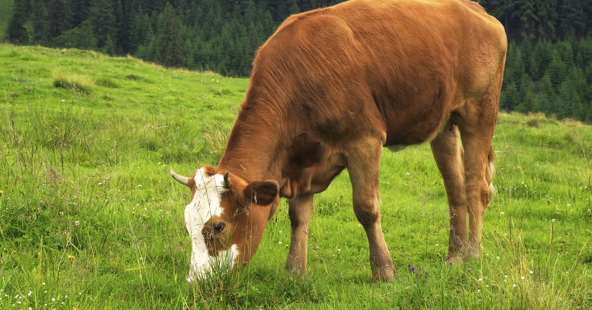 Voeding van gras gevoed rundvlees versus corn-fed beef