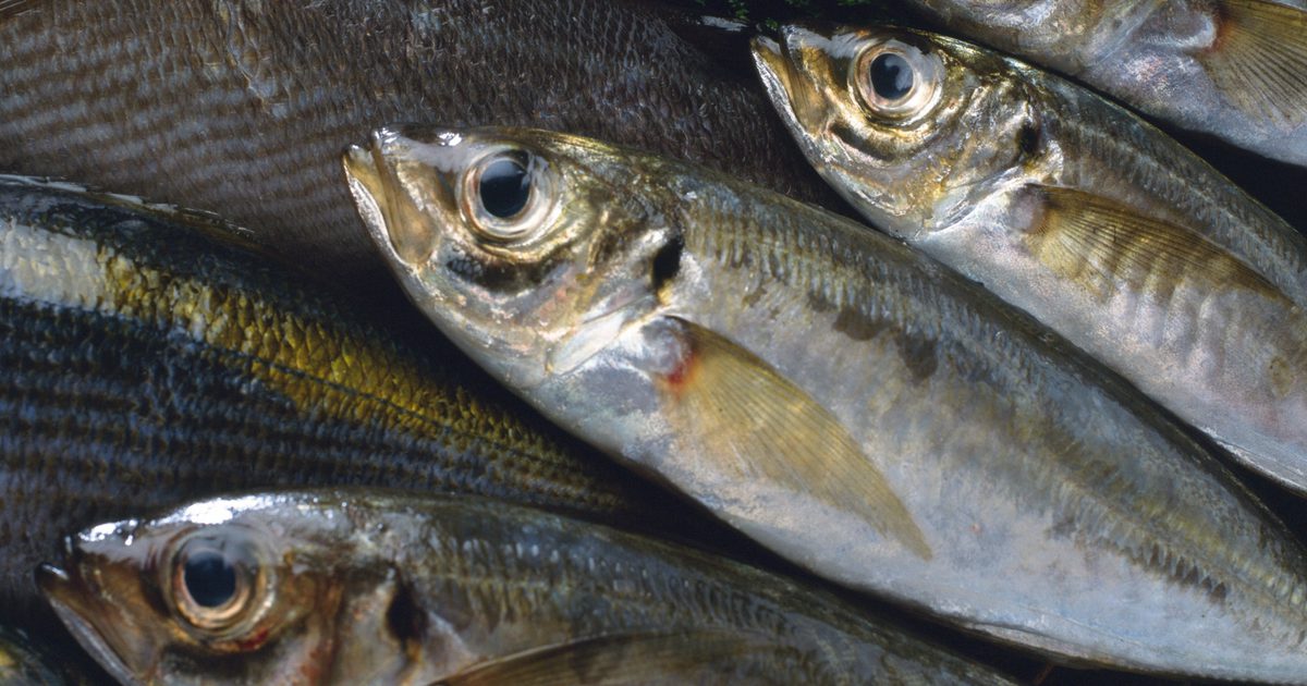 Ernæring av laks vs makrell