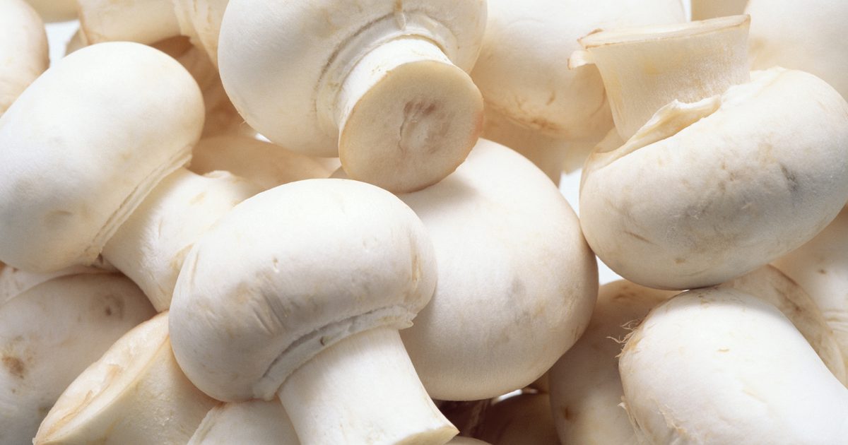 Näringsinnehåll av vita kontra kriminella svampar
