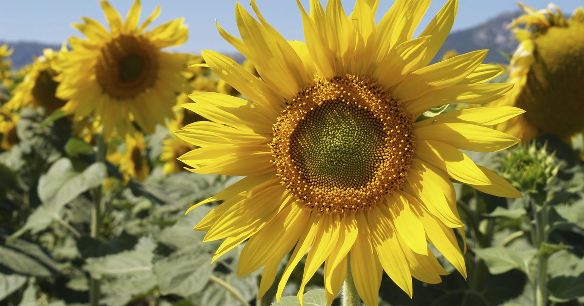 Voedingswaarde van David Sunflower Seeds