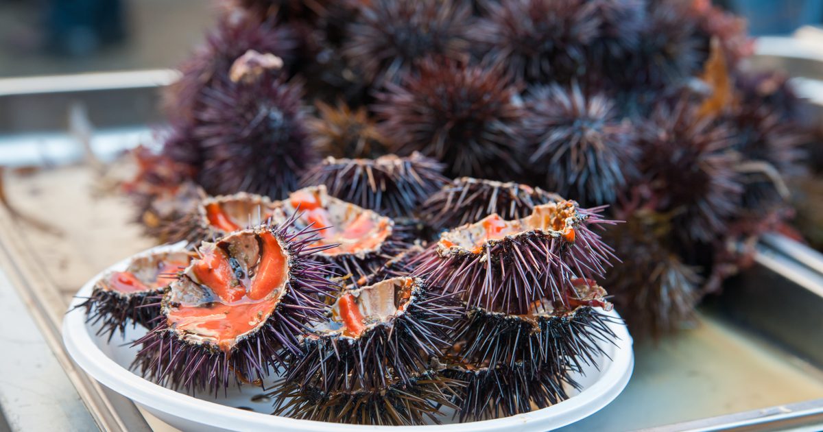 Ernæringsmessige fakta av en sjø urchin