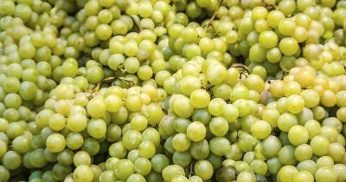 Nährwert von grünen kernlosen Trauben