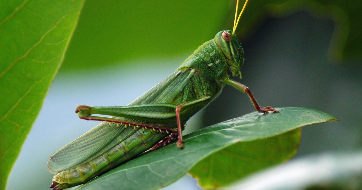 Næringsværdi af locusts